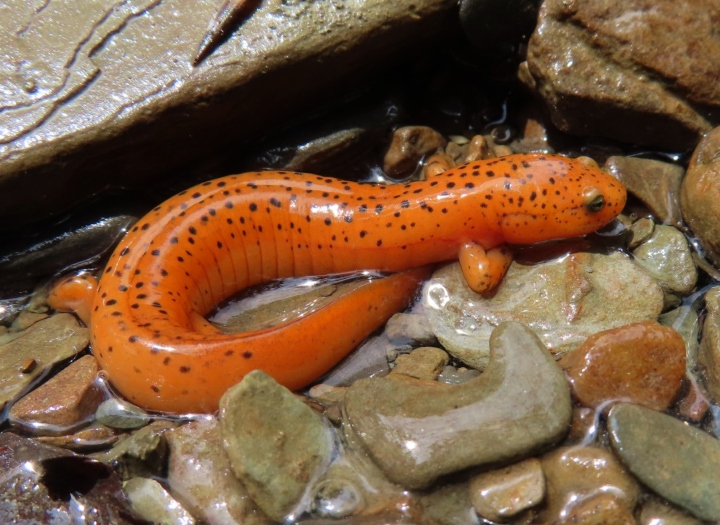 Red Salamander